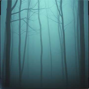 Shadows in the Fog