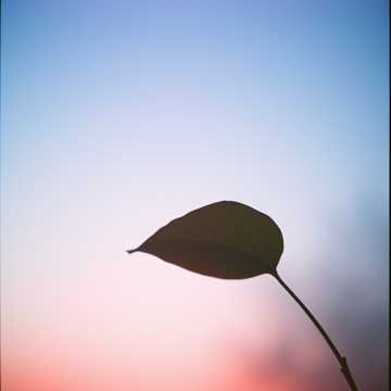 MK Blatt im Wind