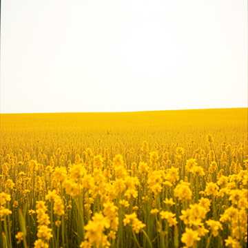 Golden Fields of Punjab