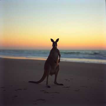 Down Under Days