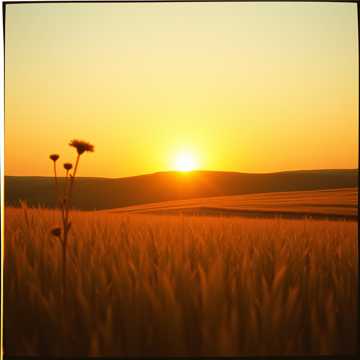 Golden Prairie Nights