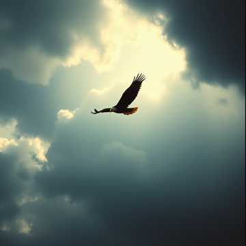 Rise