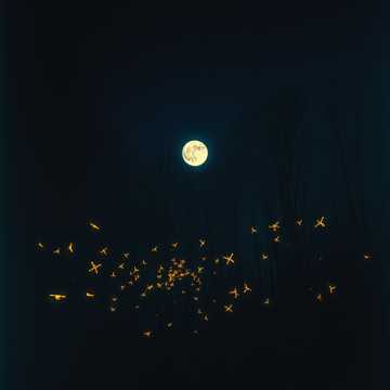 Whispers of the Night