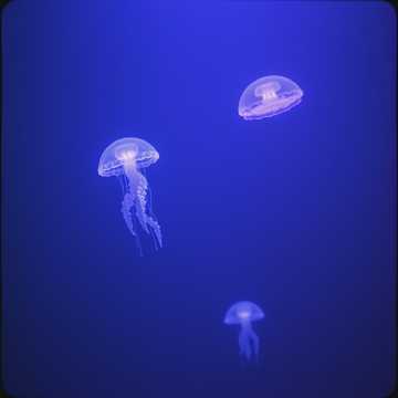 Lost in the Abyss