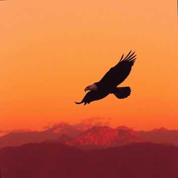 غلا وبابا اصدقاء