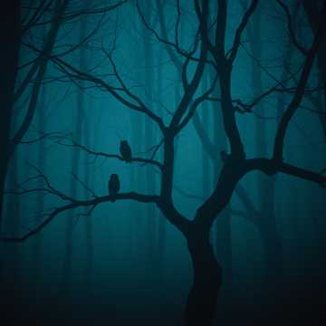 Whispers of the Night
