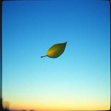 MK Blatt im Wind 1