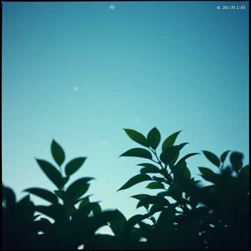 Dreams in the Breeze