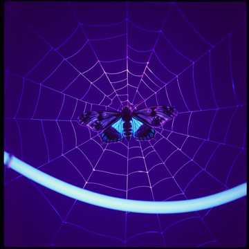 Dark Web