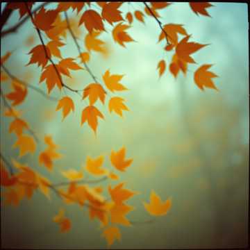 Fading Echoes of Love