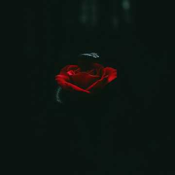 Venom Bite