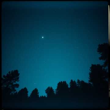 Echoes in the Pines