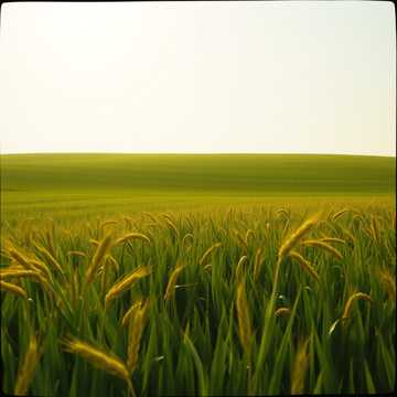 Soil Got My Rhythm