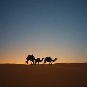 Caravan Dust