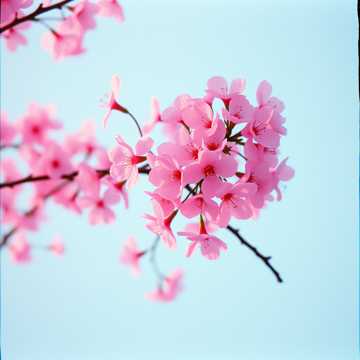 Cherry Bloom Dance