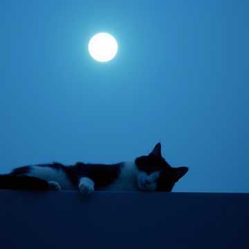 Kater Calon