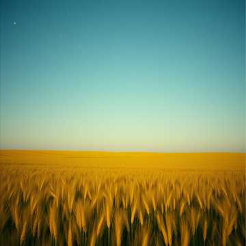 Saskatchewan Dreams