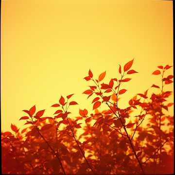 Welcome fall