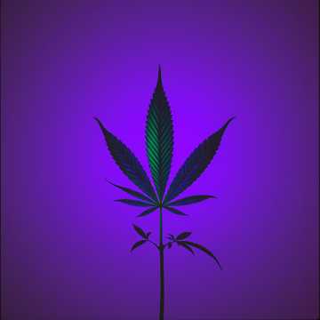 Kush