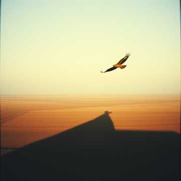 The Bird of Prey