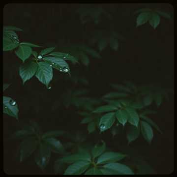 Shadows in the Rain